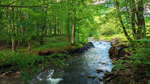 Bach im Wald Bach im Wald