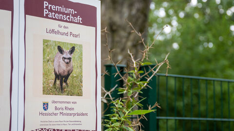 Die Urkunde zur Premium Patenschaft für Löffelhund Pearl